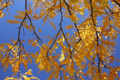 20071005-fallcolors 022.JPG