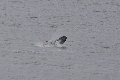 Humpback whale breaching near glacier bay