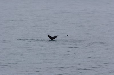Humpback whale tail and sea lions