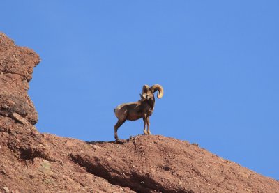 Big Horn Sheep