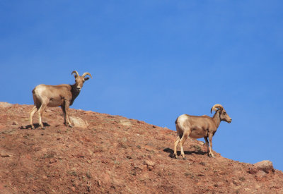 Big Horn Sheep  I've been spotted
