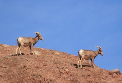 Big Horn Sheep