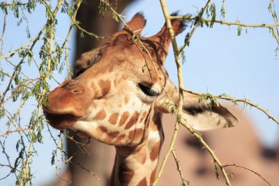 Giraffe grabing a snack