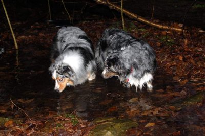 Flick and Bella find water to play in.