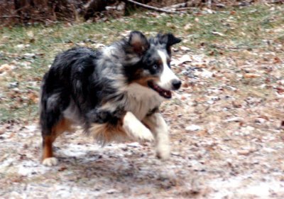 Bella (Foster)