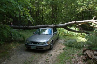 A Tree Falls On A Saab