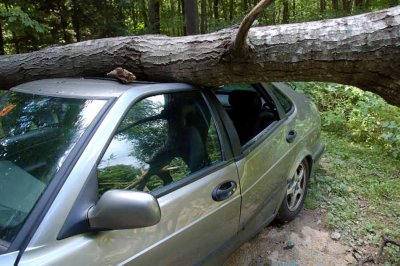 A Tree Falls On A Saab
