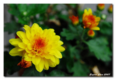 DSC_8994b.jpg