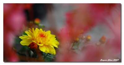 DSC_8989b.jpg