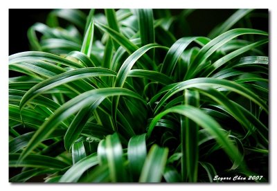 DSC_8875b.jpg