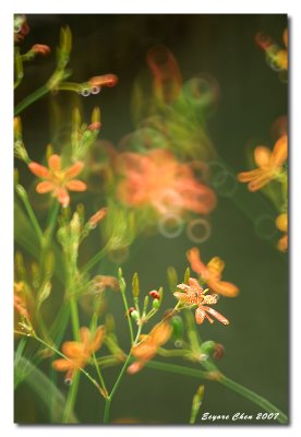 DSD_3406b.jpg