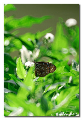 Insects  昆蟲