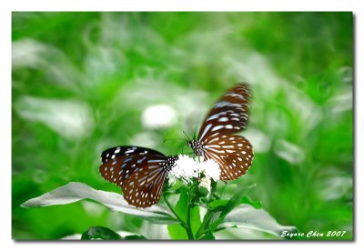 Insects 昆蟲