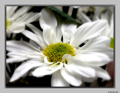 Flowers 8