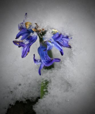 Spring snow