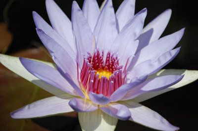 water lilly 2.jpg