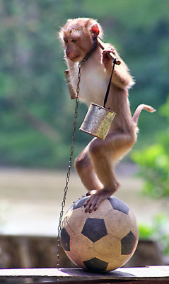 monkey02.jpg