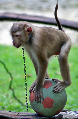 monkey03.jpg