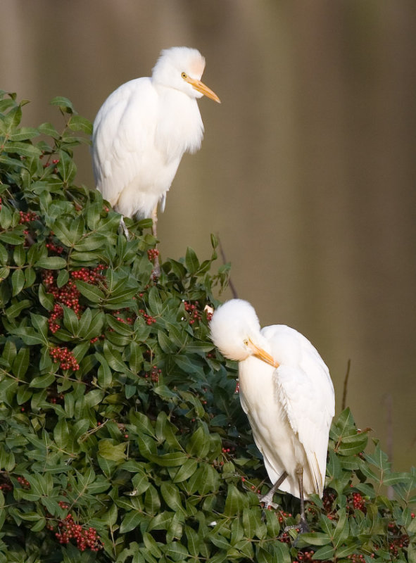 Cattle Egrets