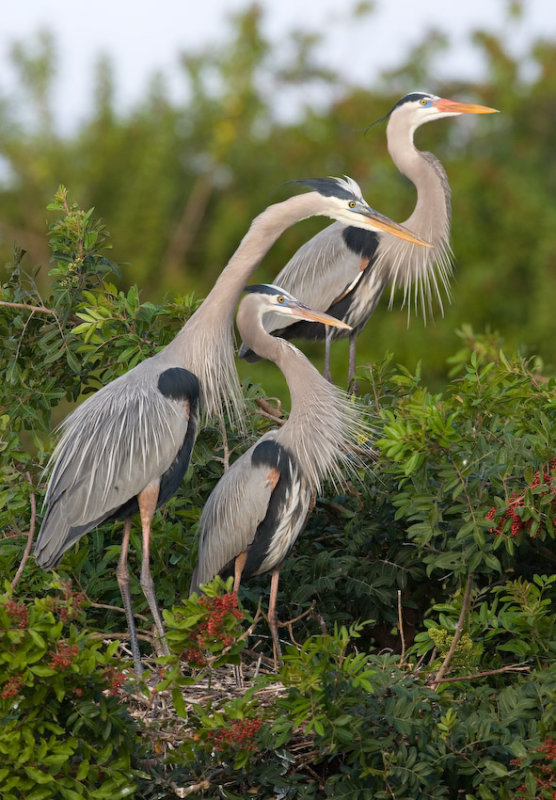 GBH on nests