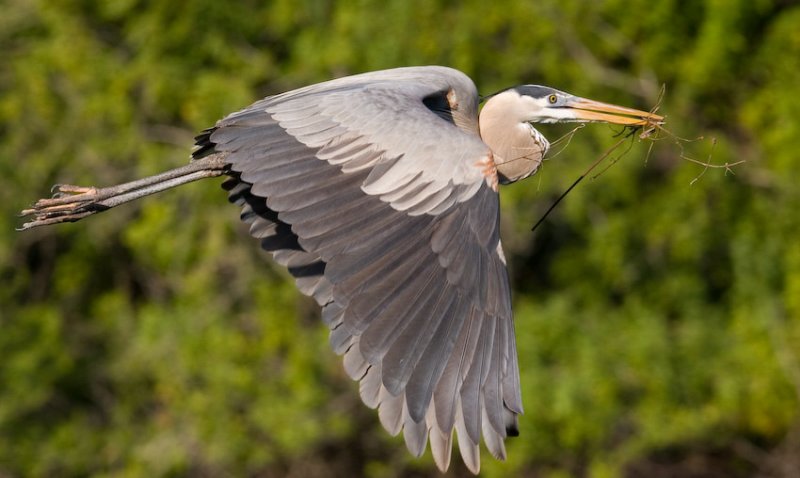 GBH Flight Shot