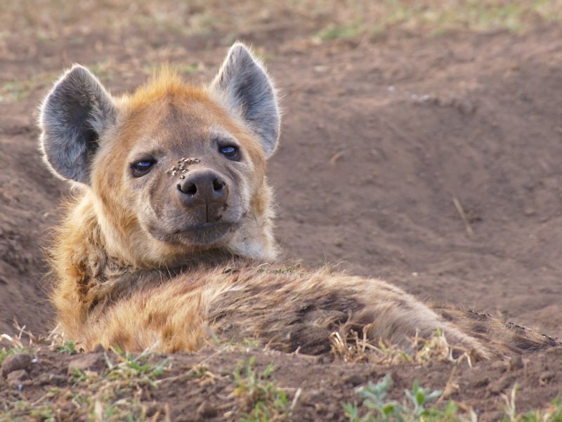 Hyena with flies at rest