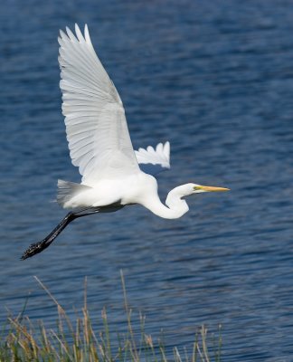 Great White Egret on Mossy Trail Pond