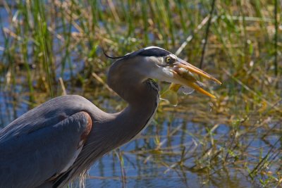 Great Blue Heron with lunch