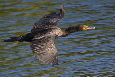 Cormorant in flight