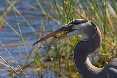 Great Blue Heron with lunch
