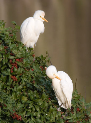 Cattle Egrets