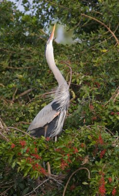 GBH