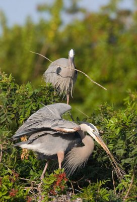 Nest Building