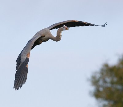 GBH Flight Shot