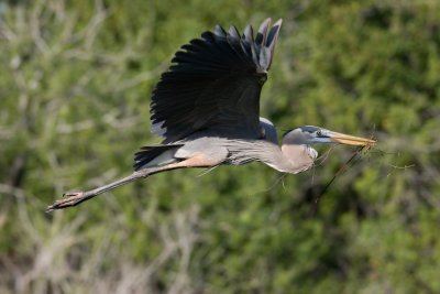 GBH Flight Shot