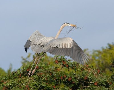 Bringing the nest material