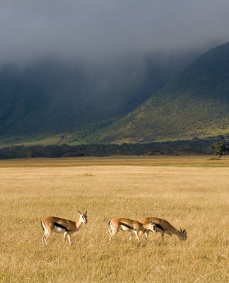 Gazelles in the crater