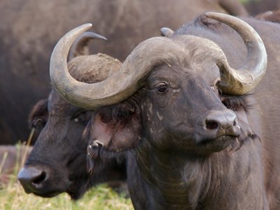 Cape Buffalo with injured ear
