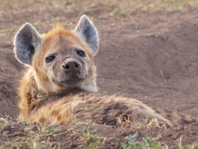 Hyena with flies at rest