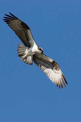 Osprey hunting