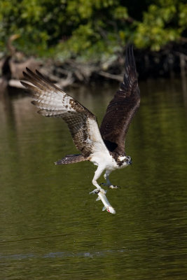 Osprey with fish