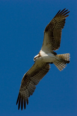 Osprey