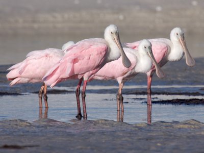 Roseate Spoonbills