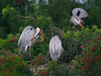 GBH Nest with Friend