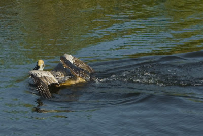 Pelican caught by Alligator