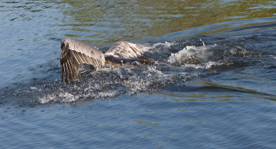 Pelican caught by Alligator