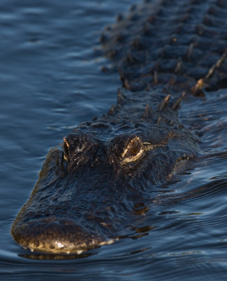 Alligator