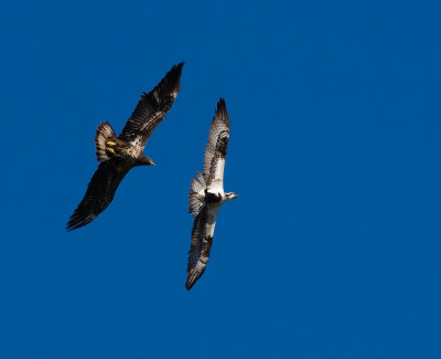 Eagle chasing Osprey