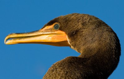 Cormorant head shot