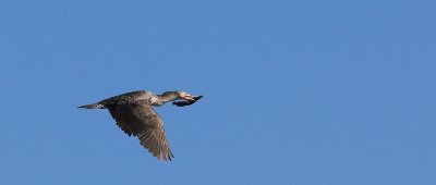 Cormorant with fish